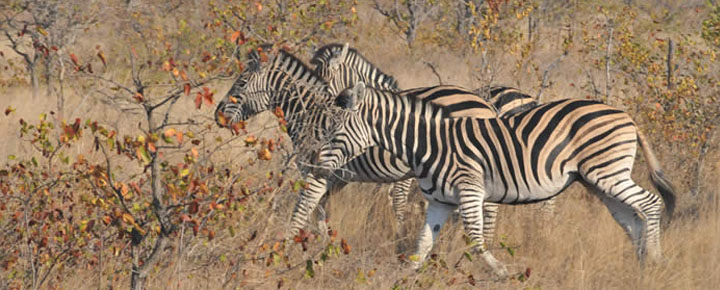 Zebra, Mozambique
